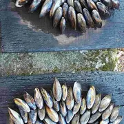 Soirée éclade, feu d'artifice et bal