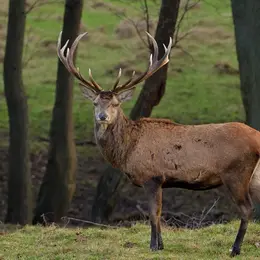 Soirée insolite brame du cerf