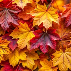 Soirée repas et jeux de société d'automne