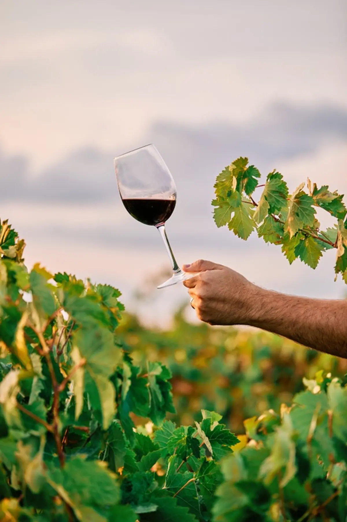 Soirées Vigneronnes au Domaine de Lasfargues