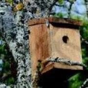 Soirtie nature : sortie ornithologique et construction de nichoirs
