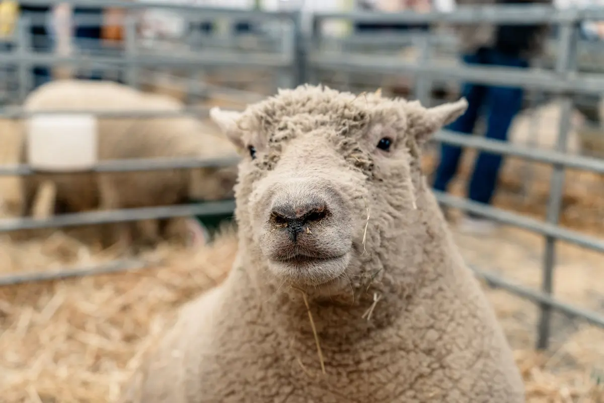 1800 exposants et 2000 animaux sur 240 000 m&sup2; d'exposition pour pr&egrave;s de 120 000 visiteurs de plus de 100 pays 