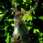 Songe d’une nuit de mai - Saison Ah ?