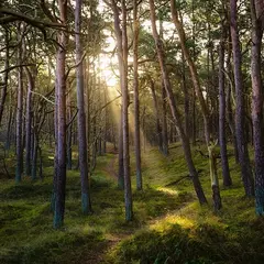 Sophro balade en forêt