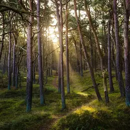 Sophro balade en forêt