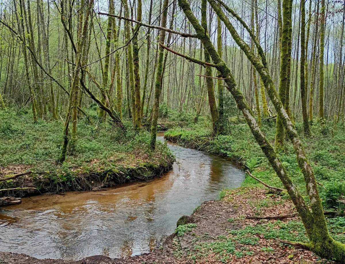 Sophro balade, osez une vraie pause Zen au cœur de la Nature !