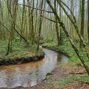 Sophro balade, osez une vraie pause Zen au cœur de la Nature !