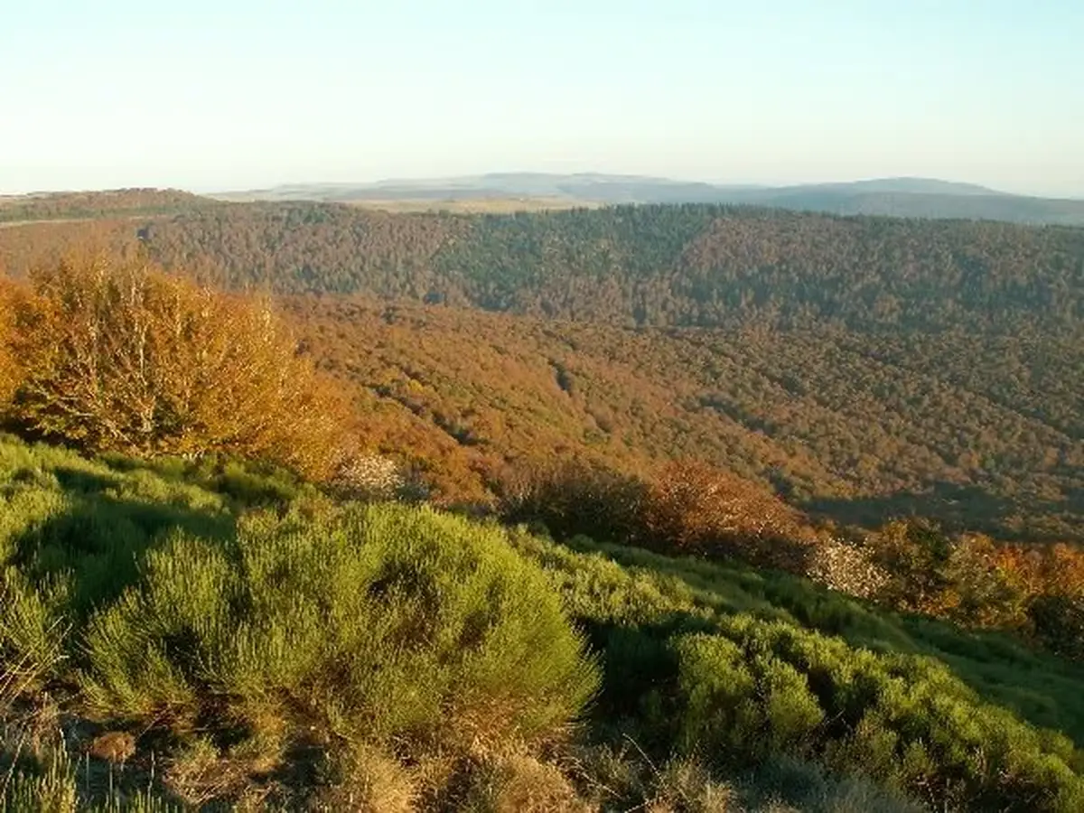 Sortie à l'écoute du Brame du Cerf