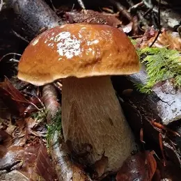 Sortie à la découverte des champignons