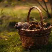 Sortie à la découverte des champignons