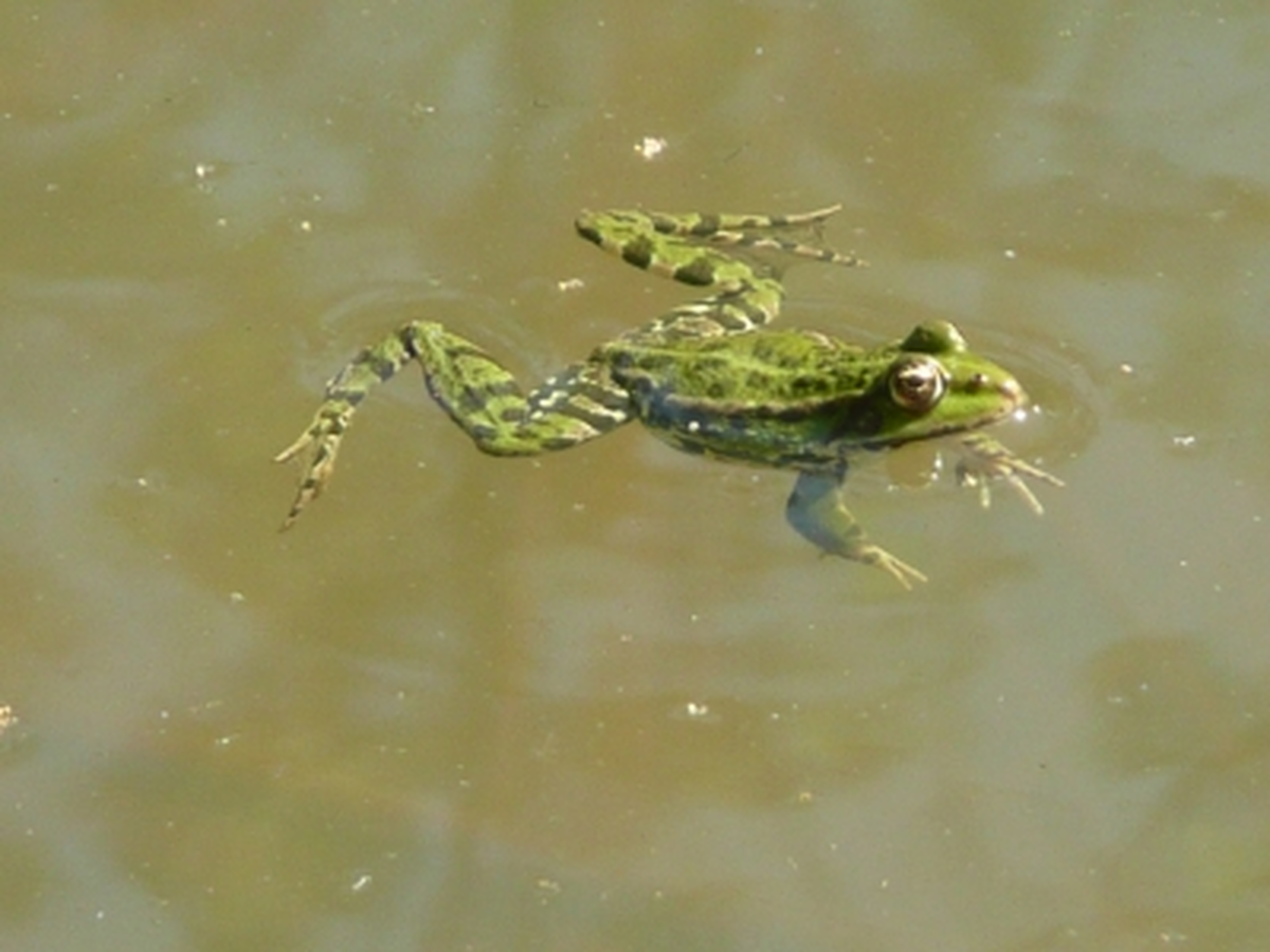 Sortie « Amphibiens » Animée Par Demain La Terre