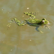 Sortie « Amphibiens » Animée Par Demain La Terre