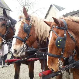 Sortie attelage : Raconte-moi le D-Day à Omaha au rythme des chevaux