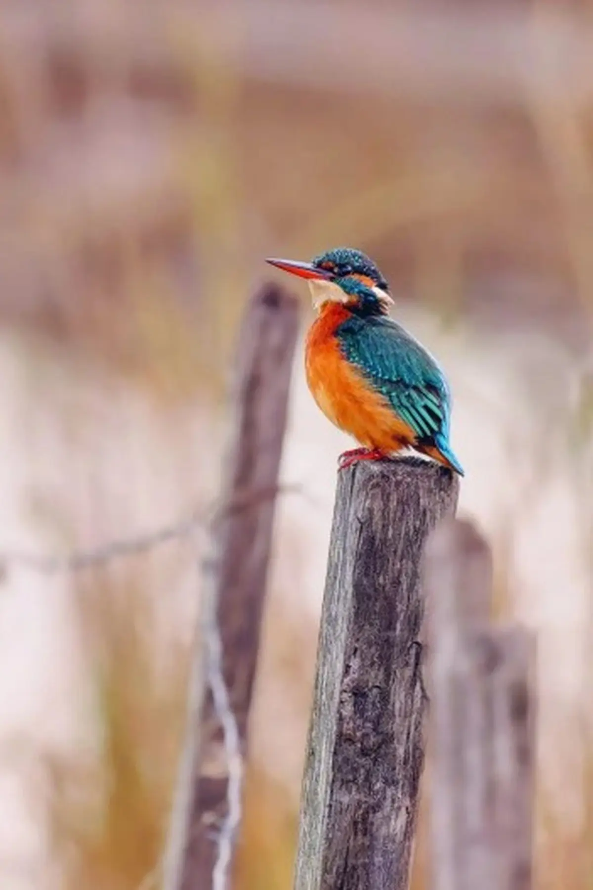 Sortie aux Marais de Beauchamp
