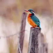 Sortie aux Marais de Beauchamp