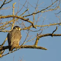 Sortie Bord de Vienne