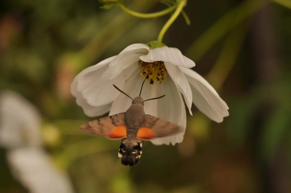 Sortie Botanique