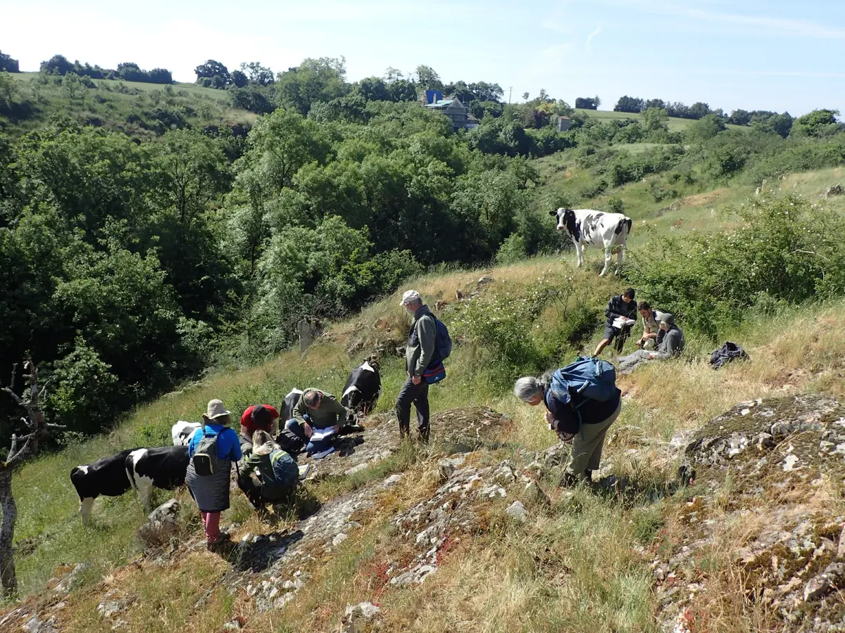 Sortie botanique - Bressuire, prairies humides