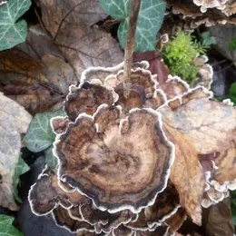 Sortie botanique en Forêt domaniale de Russy