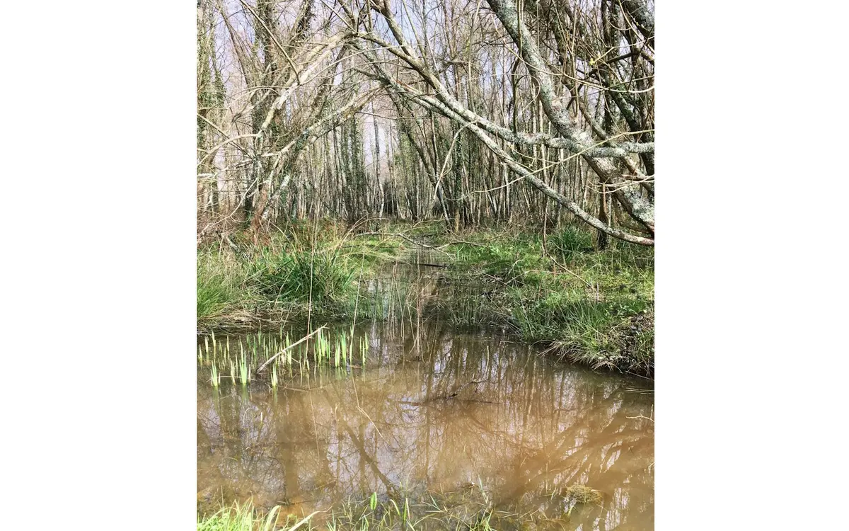 Sortie botanique : exploration d’une aulnaie