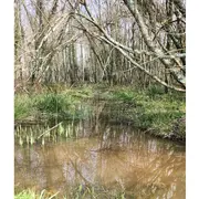 Sortie botanique : exploration d’une aulnaie