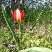 Sortie botanique : Les messicoles de Luynes