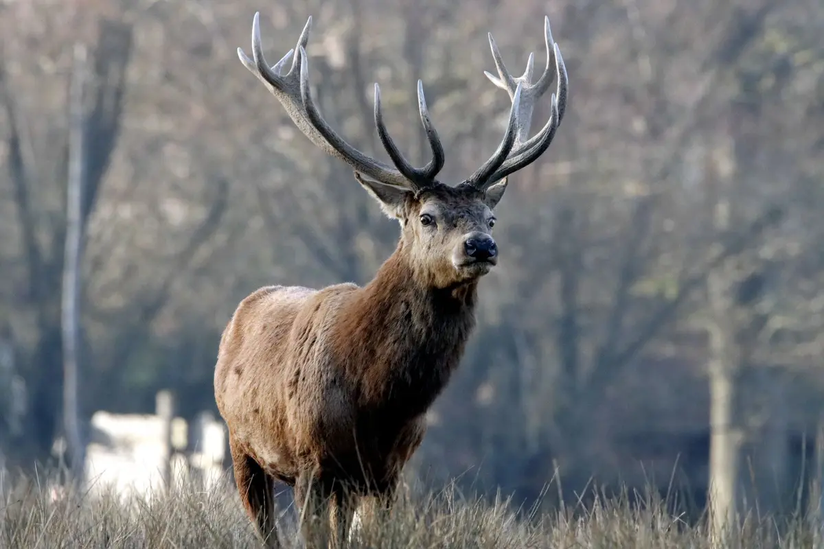 Sortie Brame du Cerf