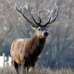 Sortie Brame du Cerf