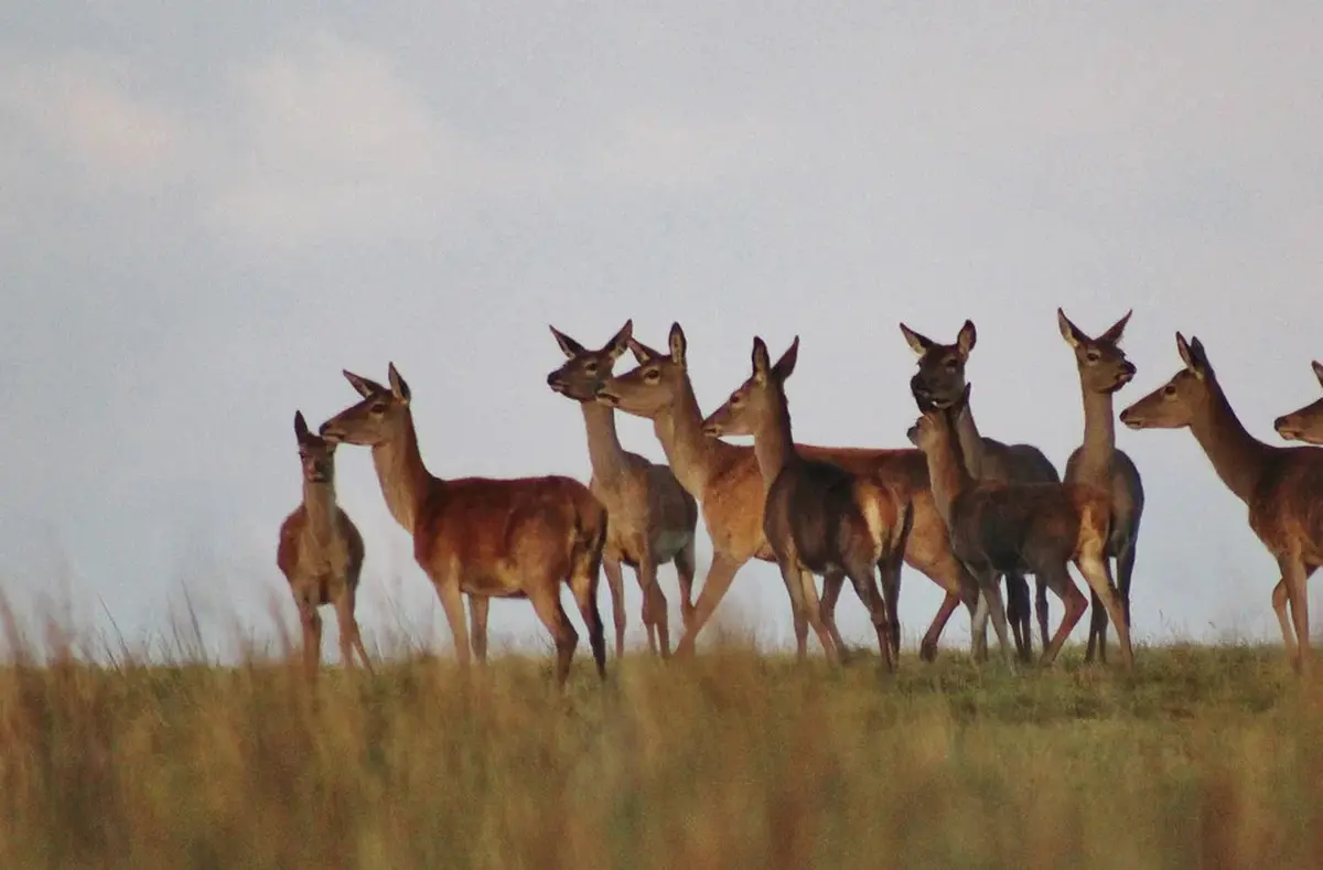 Sortie Brame Du Cerf Avec Alexandre Bourdeu