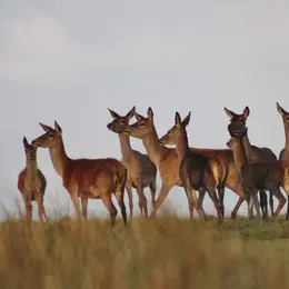 Sortie Brame Du Cerf Avec Alexandre Bourdeu