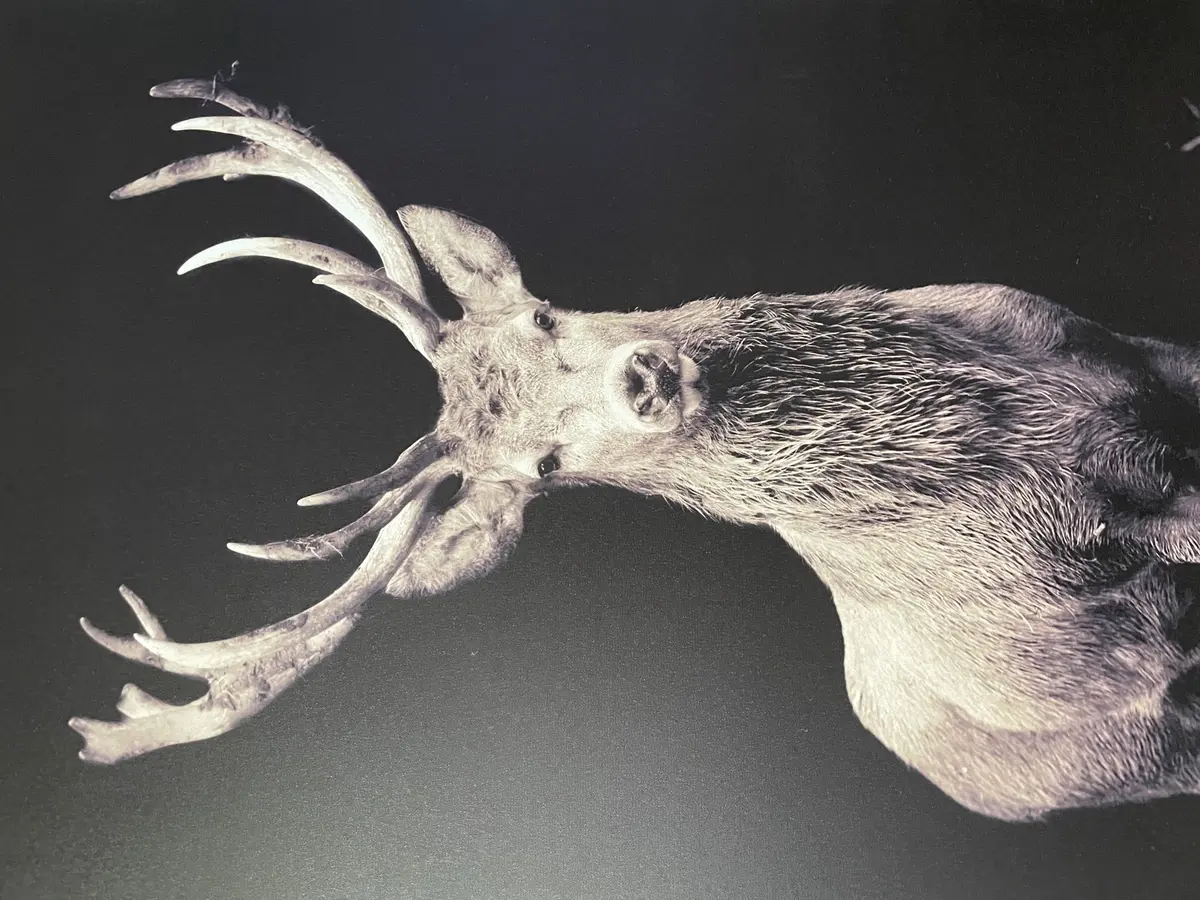 Sortie Brame Du Cerf Avec La Cabanot
