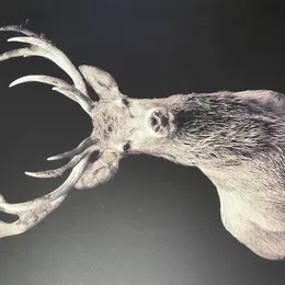 Sortie Brame Du Cerf Avec La Cabanot