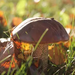 Sortie Champignons