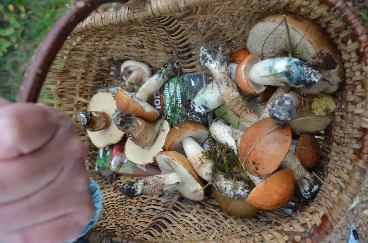 Sortie Champignons