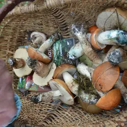 Sortie Champignons