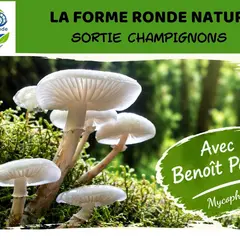 Sortie champignons