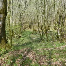 Sortie champignons à la forêt d'Epagne
