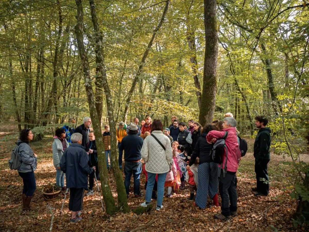 Sortie champignons - Balade ludique en forêt d'Allogny