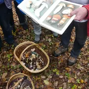 Sortie champignons en forêt