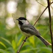 Sortie Chants D'Oiseaux