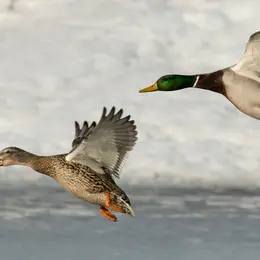 Sortie CPIE : Les oiseaux en hiver