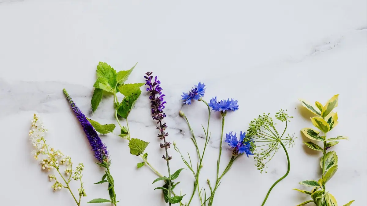 Sortie CPIE : Plantes sauvages comestibles