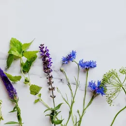 Sortie CPIE : Plantes sauvages comestibles