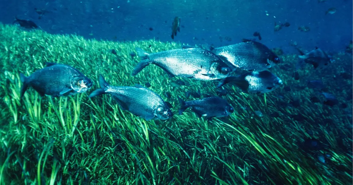 Sortie CPIE : Poisson en péril
