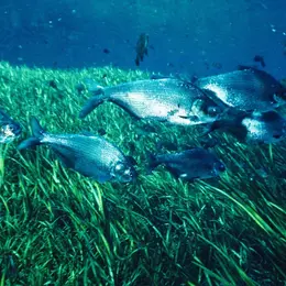 Sortie CPIE : Poisson en péril