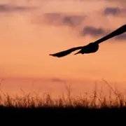 Sortie crépusculaire