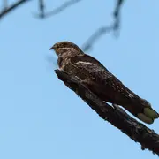 sortie crépusculaire à la recherche de l'engoulevent d'Europe