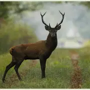 Sortie crépusculaire brame du cerf