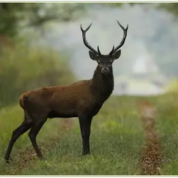 Sortie crépusculaire brame du cerf