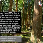 Sortie découverte des oiseaux en forêt de Sainte Geneviève